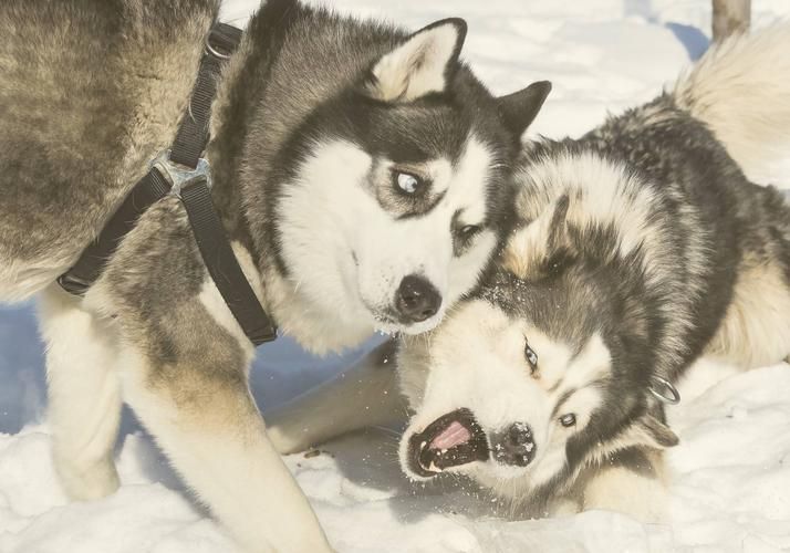 От Кивача до граната: третья волна северного вдохновения