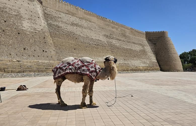 Под звёздами Шёлкового пути
