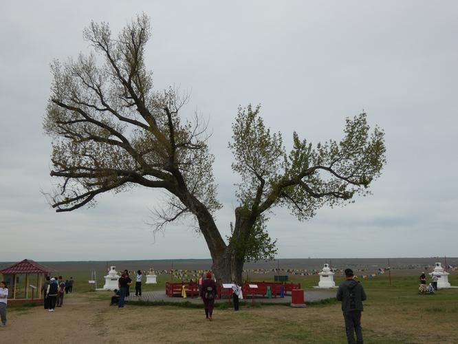 Калмыкская весна: когда степь становится садом