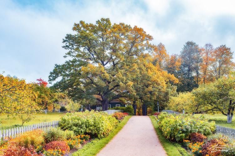 Автобус| Русь в её величии: от кремлёвских стен до золотых куполов